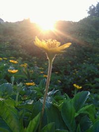 Close-up of flowers blooming outdoors