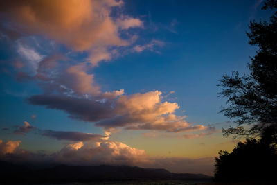 Low angle view of silhouette trees against sky during sunset