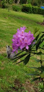 Close-up of purple flowering plants on land