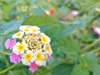 Close-up of yellow flower