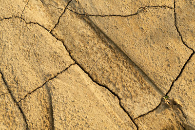 Cracked arid soil texture background.  top view. dried land suffering from drought.