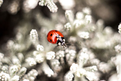 Close-up of ladybug on flower