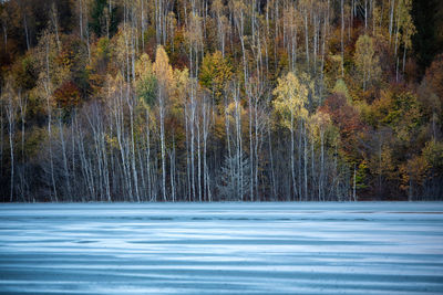 Trees in forest