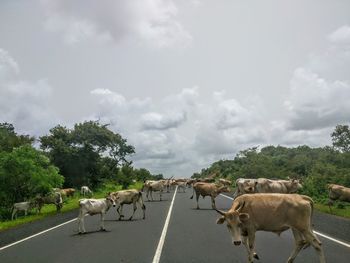 Cows on road against sky