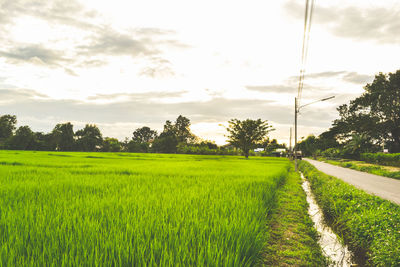 Scenic view of agricultural field against sky