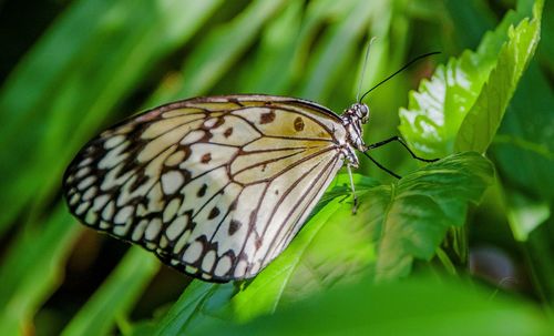 Close-up of butterfly on leaf