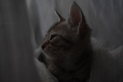 Close-up of cat looking away at home