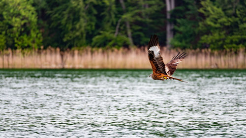 Bird flying over a lake