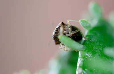 Close-up of insect