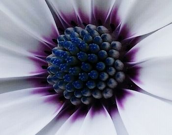 Close-up of purple flowers