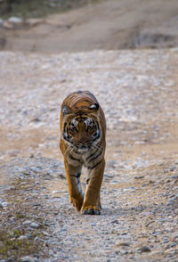 Portrait of cat walking on land