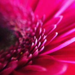 Full frame shot of pink flowering plant