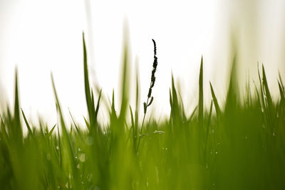 Close-up of grass growing in field