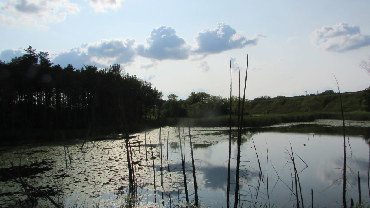 White pine trail