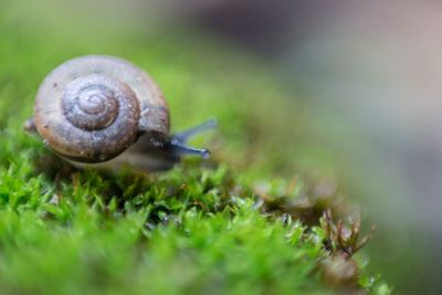 Close-up of snail on grass