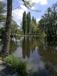 Reflection of trees in lake