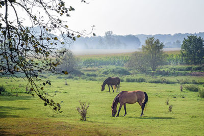 Horses grazing on field