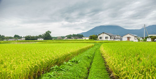 Scenic view of agricultural field against sky