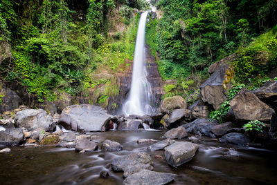 Scenic view of waterfall in forest