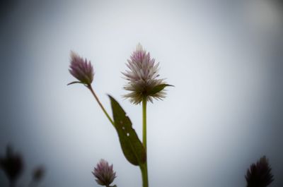 Close-up of flower against sky