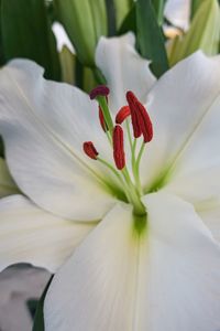 White lily for holidays