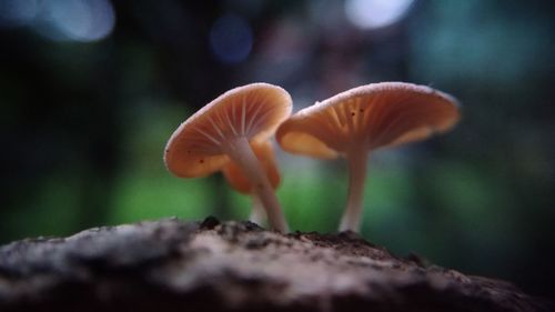 Close-up of mushroom growing on rock