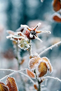 Close-up of insect on frozen plant