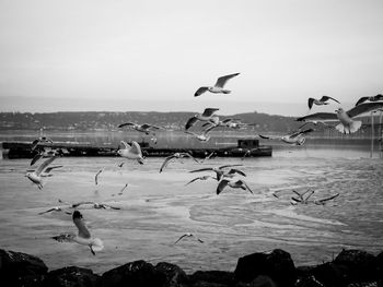 Seagulls flying over sea against sky