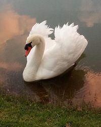 Swan swimming in lake