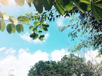 Low angle view of tree against sky