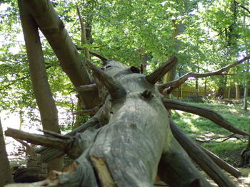 Low angle view of lizard on tree trunk
