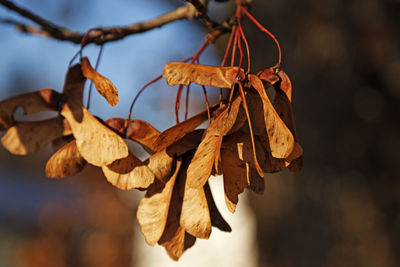 Close-up of dry leaves hanging on twig