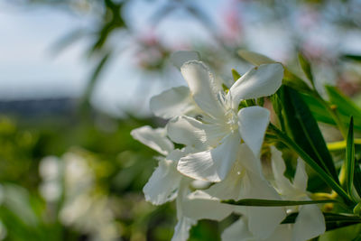 Close-up of white flowering plant