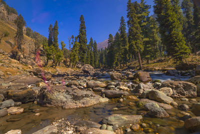 Rocks and plants in river against sky