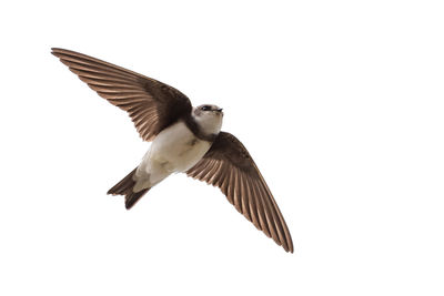 Low angle view of bird flying against clear sky