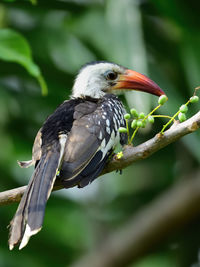 Close-up of bird perching on branch