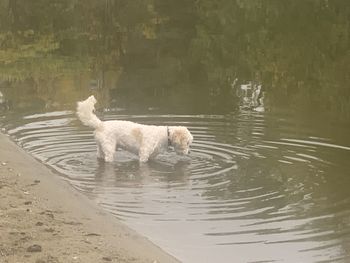 Dog in a lake