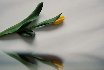 Close-up of yellow flower