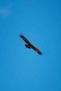 Low angle view of eagle flying against clear blue sky