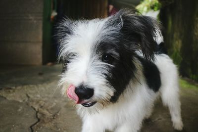 Close-up portrait of dog