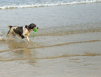 Dog running on beach