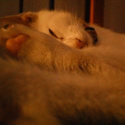 Close-up of cat sleeping