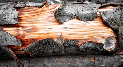 Detail shot of tree trunk