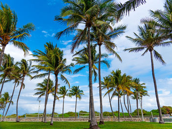 Coconut palm trees against sky