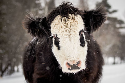 Close-up of crossbred cattle during winter