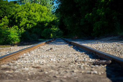 Railroad tracks amidst trees