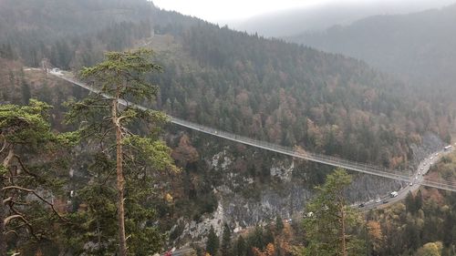 Scenic view of forest during foggy weather