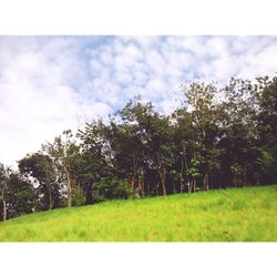 Scenic view of grassy field against sky