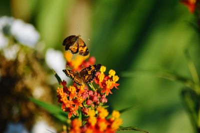 Close-up of butterfly pollinating on flower