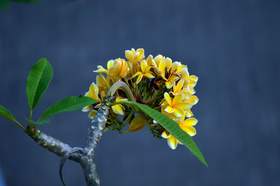 Yellow color of cambodian flowers photo